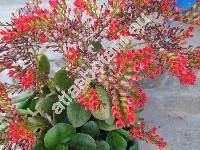 Kalanchoe blossfeldiana Poellnitz