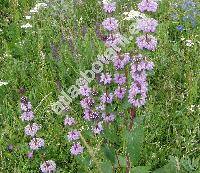 Phlomis tuberosa L. (Phlomoides tuberosa (L.) Moench)