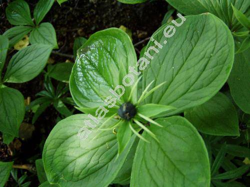 Paris quadrifolia L. (Paris obovata Ledeb.)