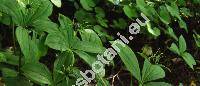 Paris quadrifolia L. (Paris obovata Ledeb.)