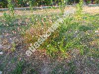Gaura lindheimeri Engl. et Gray (Oentothera lindheimeri (Engelm. et Gray) Wagn. et Hoch)