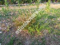 Gaura lindheimeri Engl. et Gray (Oentothera lindheimeri (Engelm. et Gray) Wagn. et Hoch)