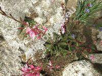 Gaura lindheimeri Engl. et Gray (Oentothera lindheimeri (Engelm. et Gray) Wagn. et Hoch)