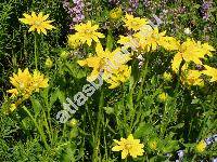 Rudbeckia hirta L. 'Prairie Sun' (Rudbeckia nitida Nutt.)