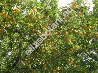 Prunus domestica subsp. insititia Schneid. (Prunus insititia L., Prunus cerasifera Ehrh.)
