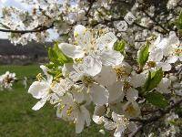 Prunus domestica subsp. insititia Schneid. (Prunus insititia L., Prunus cerasifera Ehrh.)