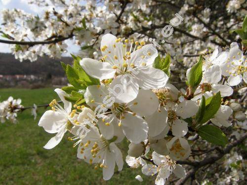 Prunus domestica subsp. insititia Schneid. (Prunus insititia L., Prunus cerasifera Ehrh.)