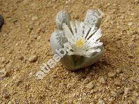 Lithops marmorata Nebrasc. (Mesembryanthemum marmoratum Nebrasc.)