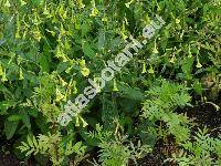 Nicotiana langsdorffii Weinm.