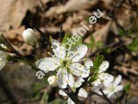 Prunus mahaleb L. (Cerasus mahaleb (L.) Mill., Padellus mahaleb (L.) Vass., Padus)