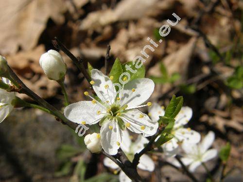 Prunus mahaleb L. (Cerasus mahaleb (L.) Mill., Padellus mahaleb (L.) Vass., Padus)