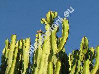 Euphorbia candelabrum (Euphorbia candelabrum Trm. ex Kotschy, Tithymalus)