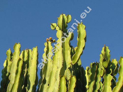 Euphorbia candelabrum (Euphorbia candelabrum Trém. ex Kotschy, Tithymalus)