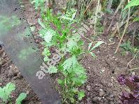 Pimpinella anisum L.