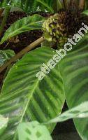 Calathea zebrina (Sims) Lindl. (Maranta zebrina Sims)