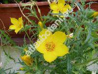 Mentzelia lindleyi Torr. et Gray (Bartonia aurea)