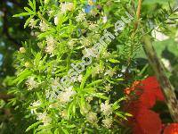 Asparagus densiflorus (Kunth) Jess.