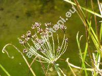 Butomus umbellatus L.