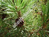 Pinus rotundata Link (Pinus uncinata var. rotundata, Pinus rotundata auct., Pinus uliginosa Neum., Pinus mugo subsp. rotundata)