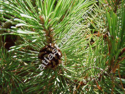 Pinus rotundata Link (Pinus uncinata var. rotundata, Pinus rotundata auct., Pinus uliginosa Neum., Pinus mugo subsp. rotundata)