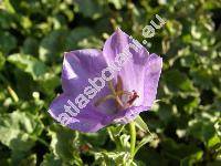 Campanula carpatica Jacq.