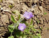 Campanula carpatica Jacq.