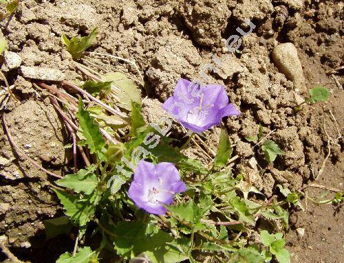 Campanula carpatica Jacq.