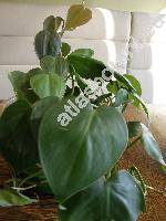 Philodendron scandens Koch et Sello (Philodendron oxycardium Schott, Philodendron hederacum Schott)