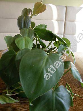 Philodendron scandens Koch et Sello (Philodendron oxycardium Schott, Philodendron hederacum Schott)