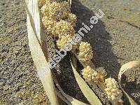 Setaria italica (L.) Beauv. (Panicum italicum L., Chaetochloa italica)
