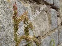 Setaria verticillata (L.) Beauv. (Panicum verticillatum L., Alopecurus)