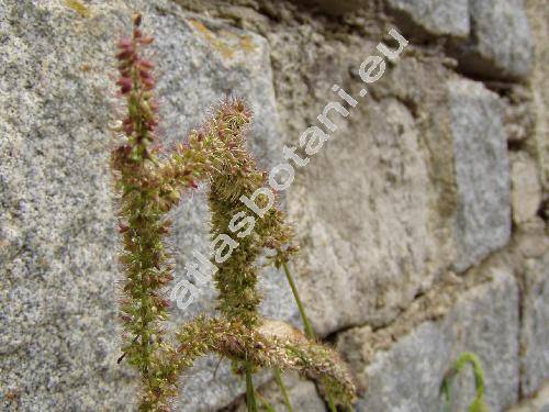 Setaria verticillata (L.) Beauv. (Panicum verticillatum L., Alopecurus)