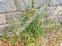 Setaria verticillata (L.) Beauv. (Panicum verticillatum L., Alopecurus)