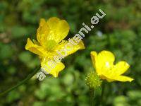 Ranunculus acris L.