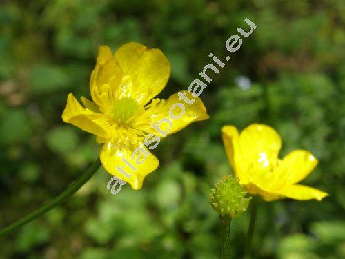 Ranunculus acris L.