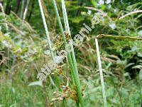 Juncus effusus L.