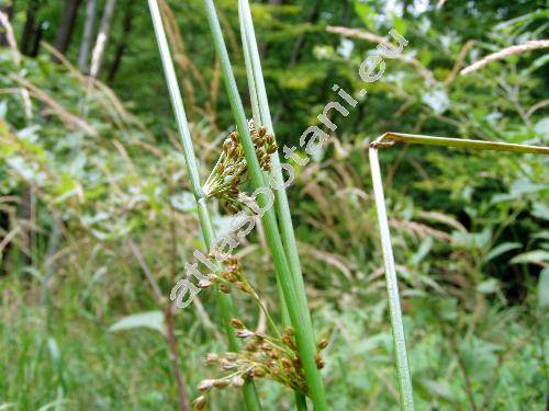 Juncus effusus L.