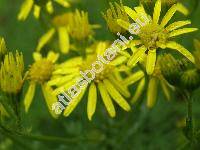 Senecio jacobaea L. (Jacobaea vulgaris Moench)