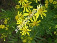 Senecio jacobaea L. (Jacobaea vulgaris Moench)