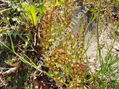 Rumex acetosella L. (Acetosella multifida (L.) . Lve)