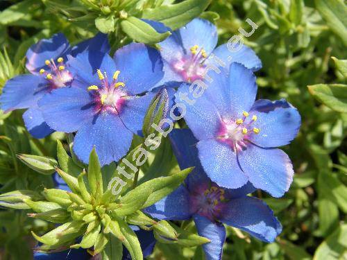 Anagallis monelli L. (Anagallis linifolia L., Lysimachia monelli)