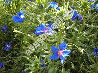 Anagallis monelli L. (Anagallis linifolia L., Lysimachia monelli)