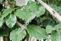 Tetrastigma voinierianum (Balt.) Gagnep. (Tetrastigma voinerianum (Baltet) Pierre ex Gagnep.)