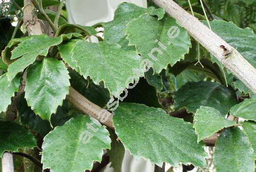 Tetrastigma voinierianum (Balt.) Gagnep. (Tetrastigma voinerianum (Baltet) Pierre ex Gagnep.)