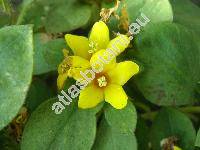 Lysimachia congestiflora Hemsl.