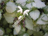 Lamium maculatum 'White Nancy'