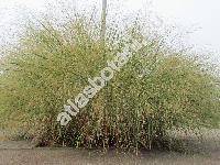 Panicum virgatum L.