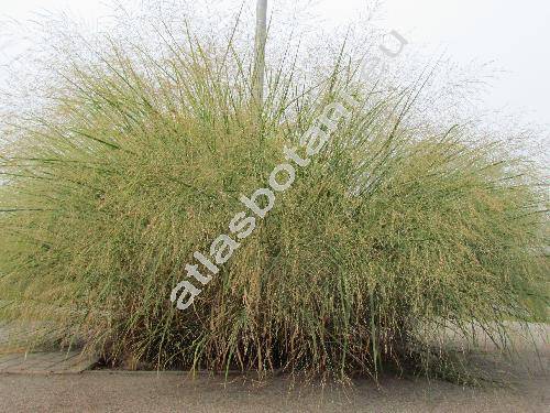 Panicum virgatum L.