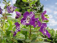 Angelonia angustifolia (Angelonia angustifolia Benth.)