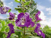 Angelonia angustifolia (Angelonia angustifolia Benth.)